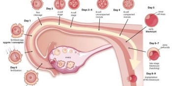 The difference between a blastocyst transfer and a day 3 transfer